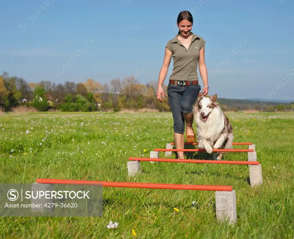woman and Australian Shepherd dog walking over hurdles