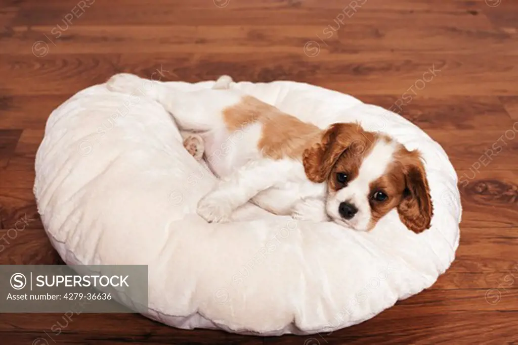 Cavalier King Charles Spaniel dog - puppy lying on pillow