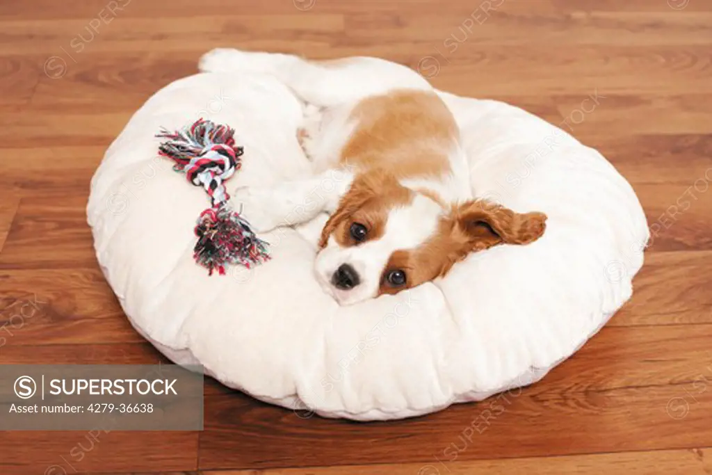 Cavalier King Charles Spaniel dog - puppy with toy - lying on pillow