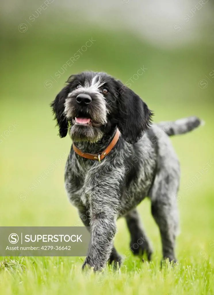 German wirehaired pointer dog - puppy on meadow