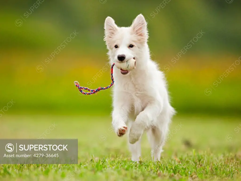 Border Collie dog - puppy with toy - running on meadow