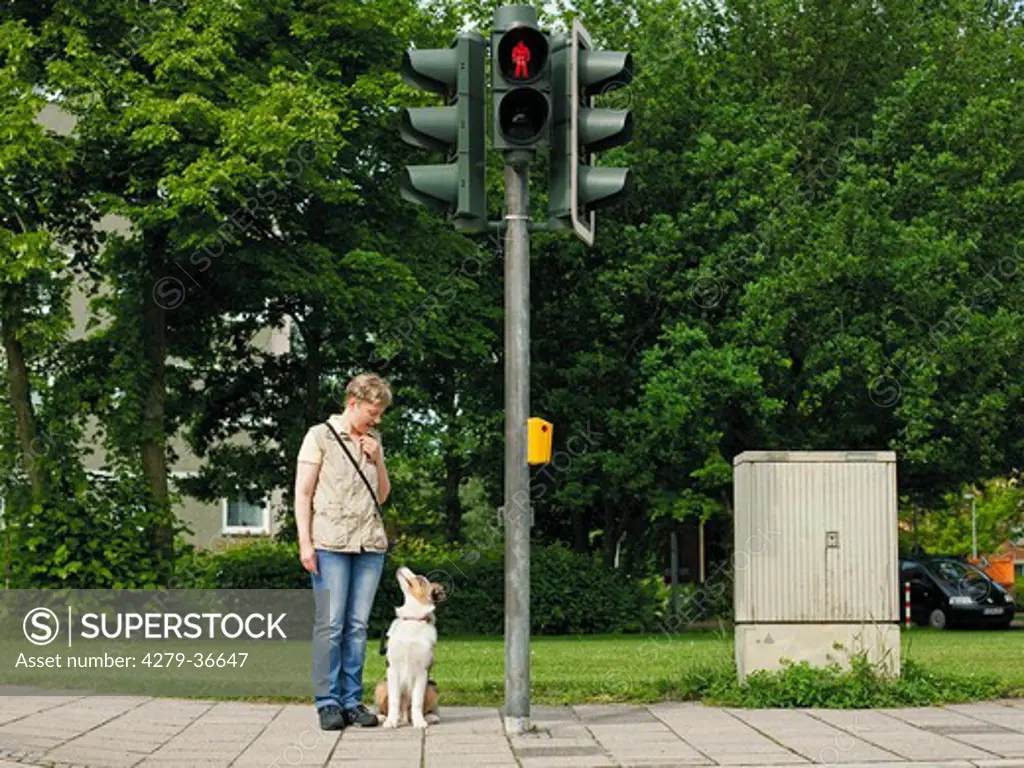 woman and young Australian Shepherd dog - waiting at the traffic lights