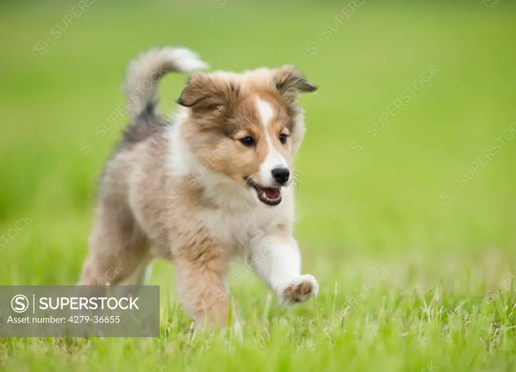 Sheltie dog - puppy running on meadow