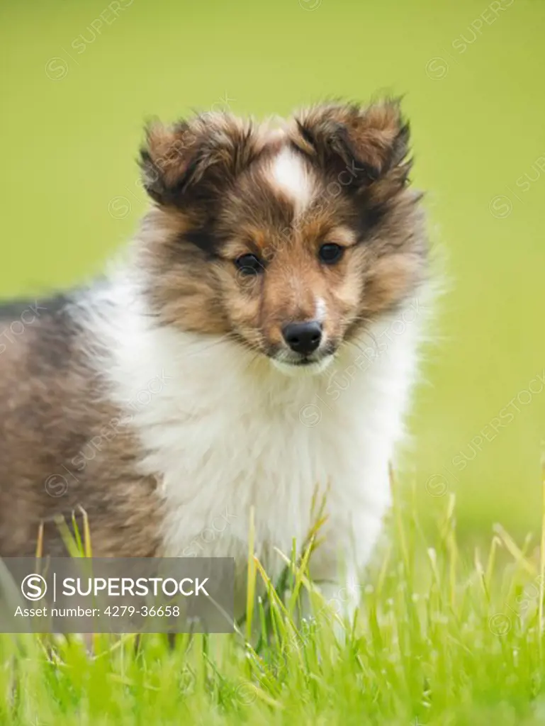 Sheltie dog - puppy standing on meadow