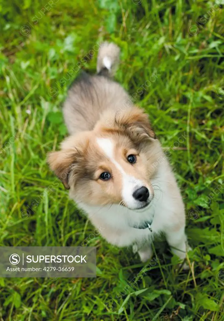 Sheltie dog - puppy standing on meadow