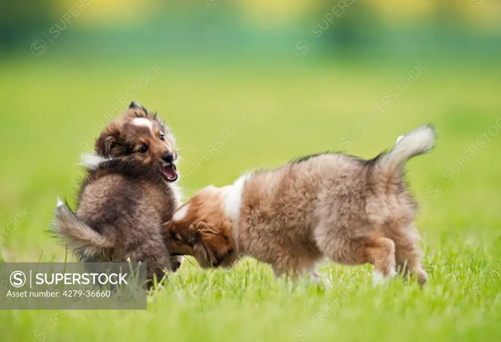 Sheltie dog - two puppies playing on meadow