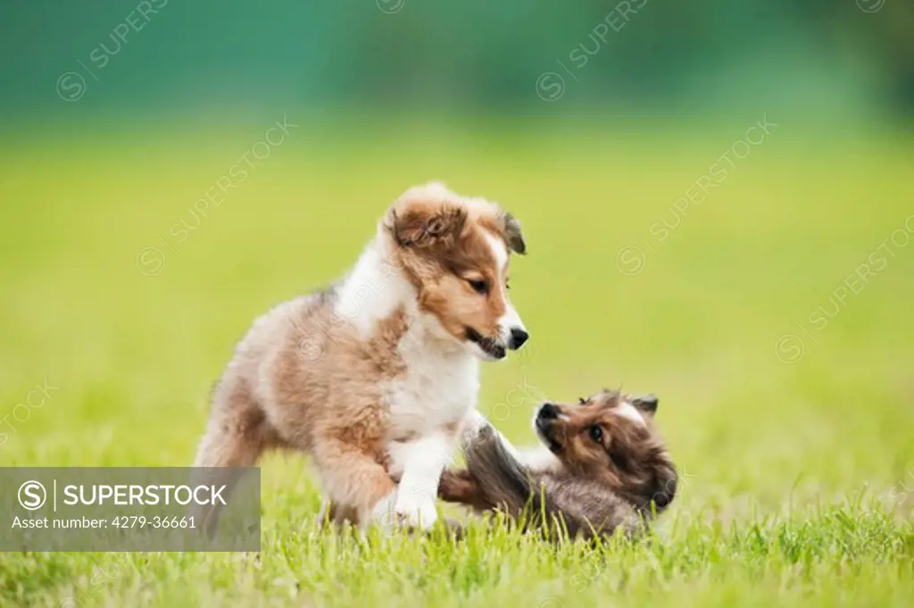 Sheltie dog - two puppies playing on meadow