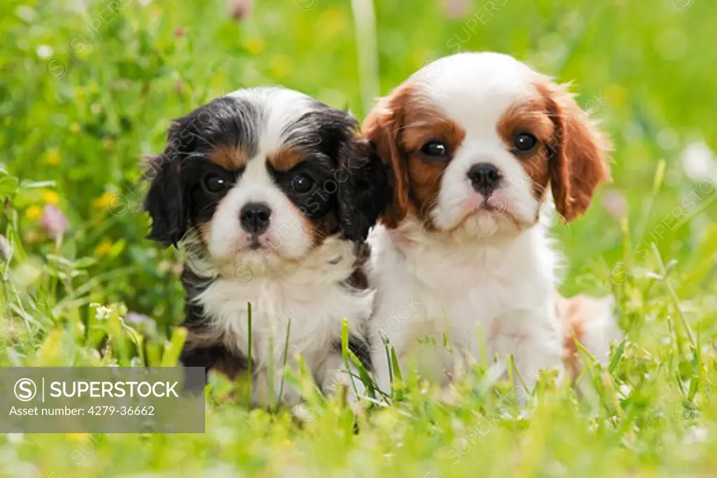 Cavalier King Charles Spaniel dog - two puppies on meadow