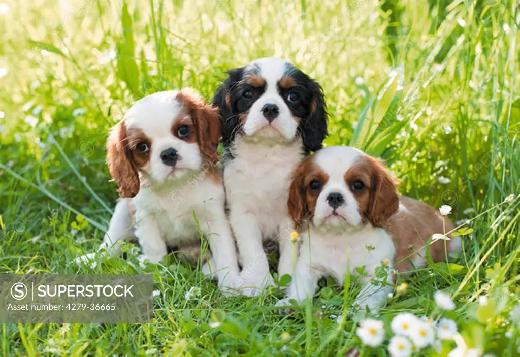 Cavalier King Charles Spaniel dog - three puppies on meadow
