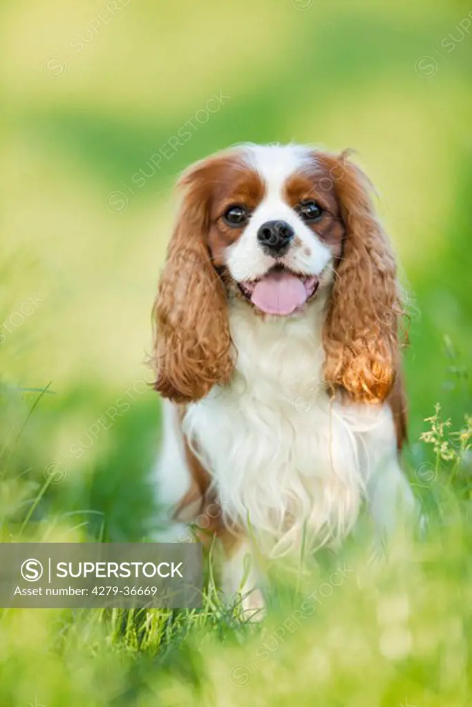 Cavalier King Charles Spaniel dog - sitting on meadow