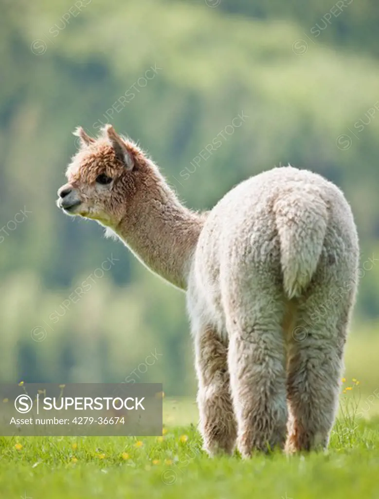 Alpaca - standing on meadow, Vicugna pacos