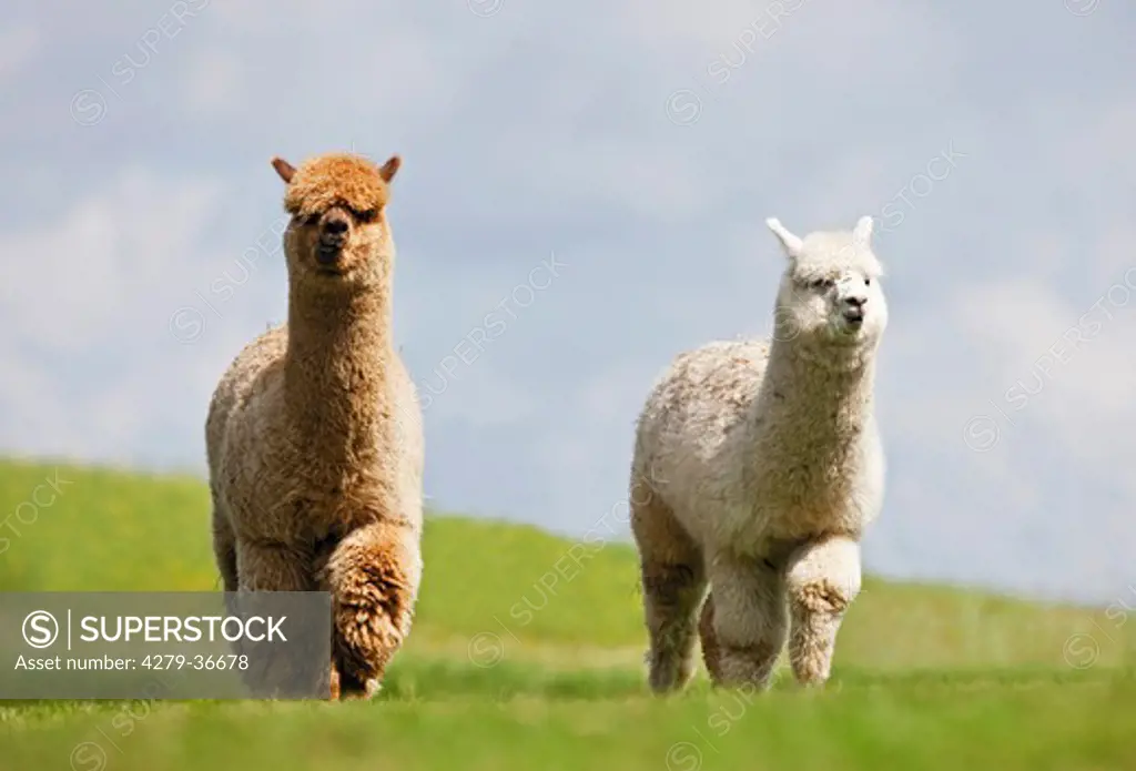 two Alpacas on meadow, Vicugna pacos