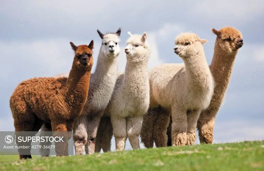 five Alpacas - standing on meadow, Vicugna pacos