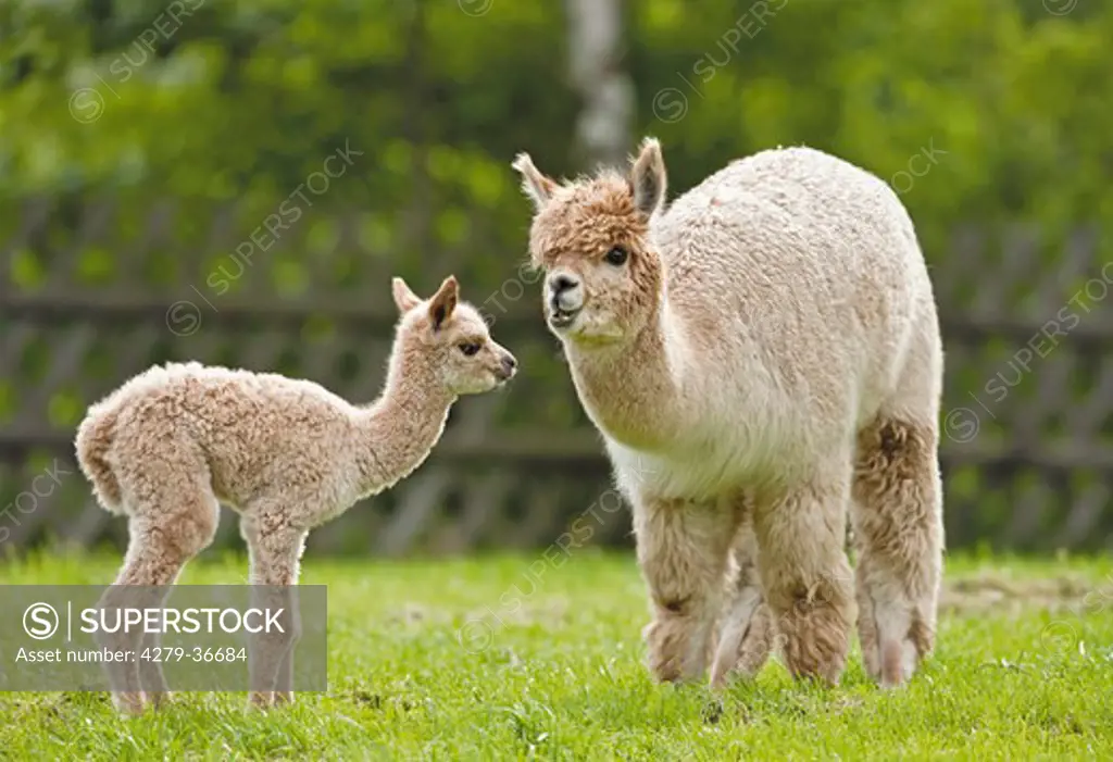 Alpaca and cub on meadow, Vicugna pacos