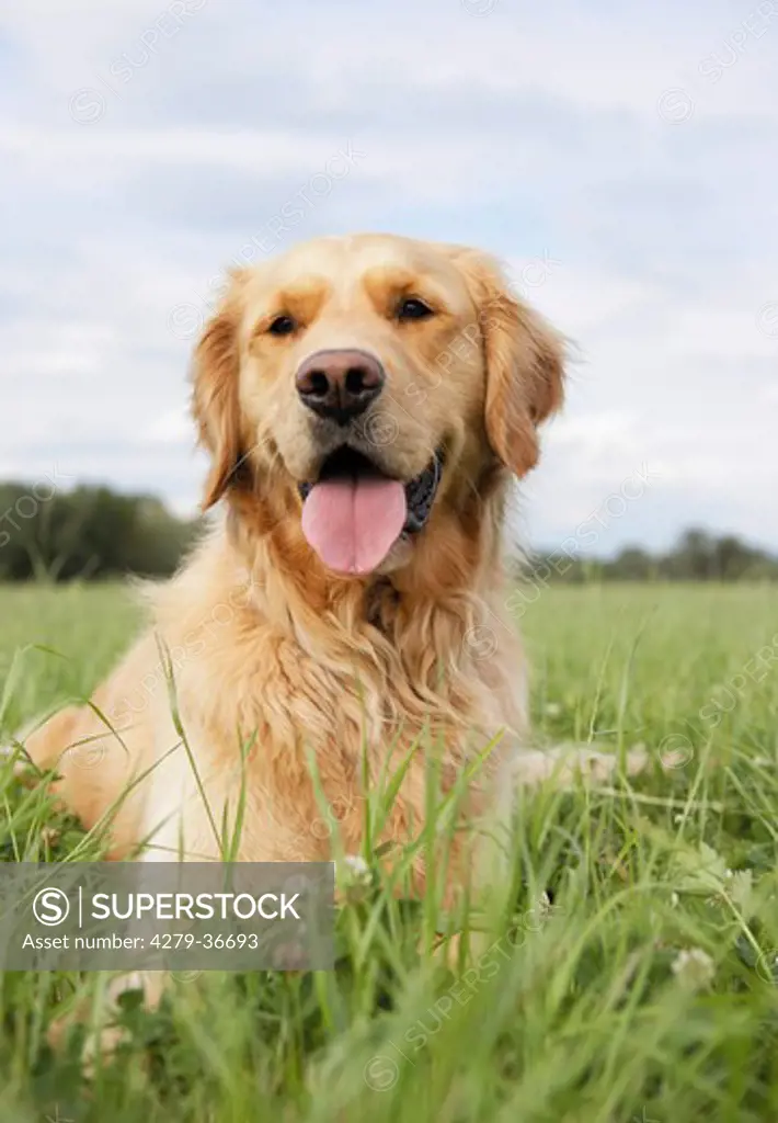 Golden Retriever dog - lying on meadow
