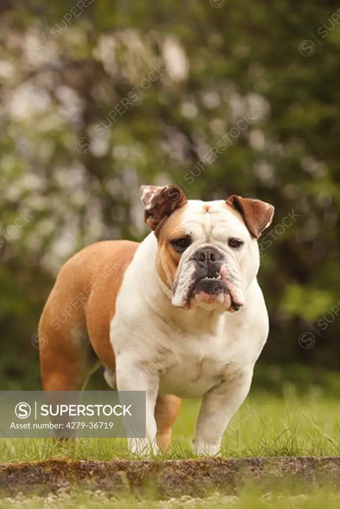English bulldog - standing on meadow
