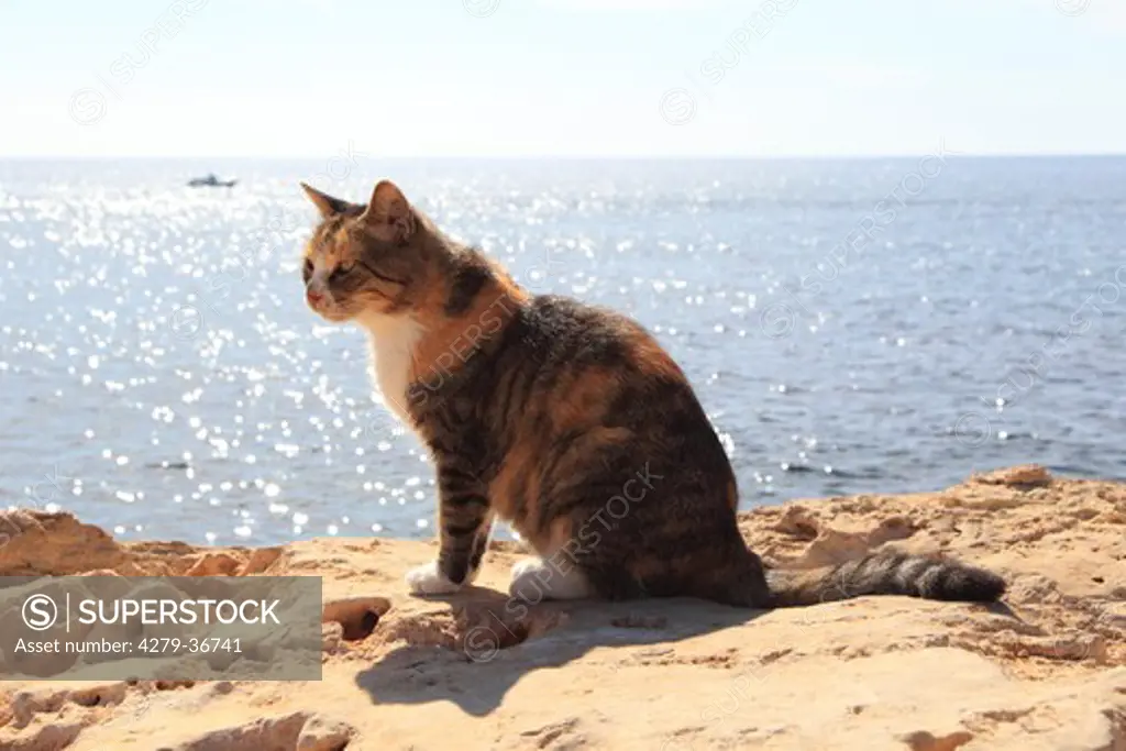domestic cat at the sea