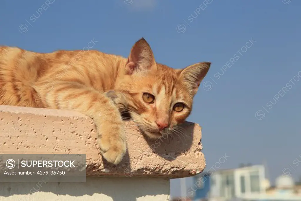 domestic cat - lying on wall