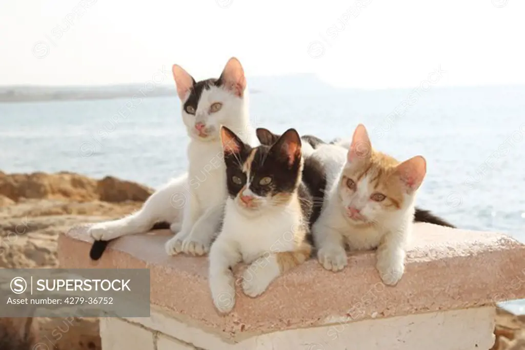 three young domestic cats on wall