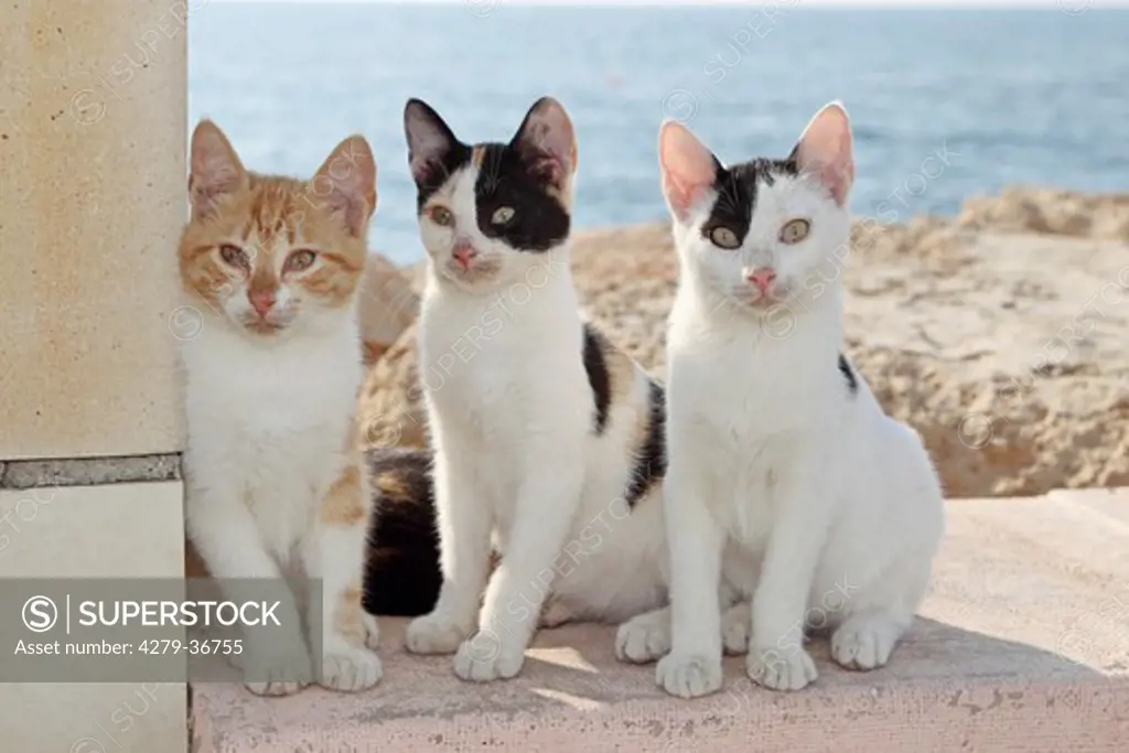 three young domestic cats - sitting on wall