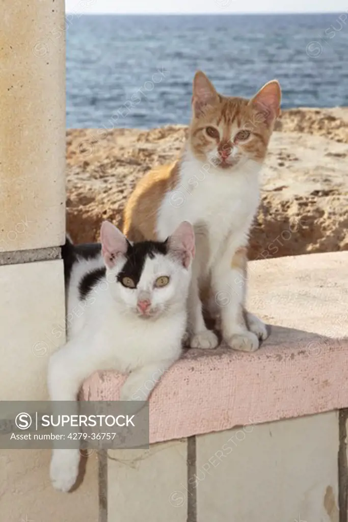 two young domestic cats - sitting on wall