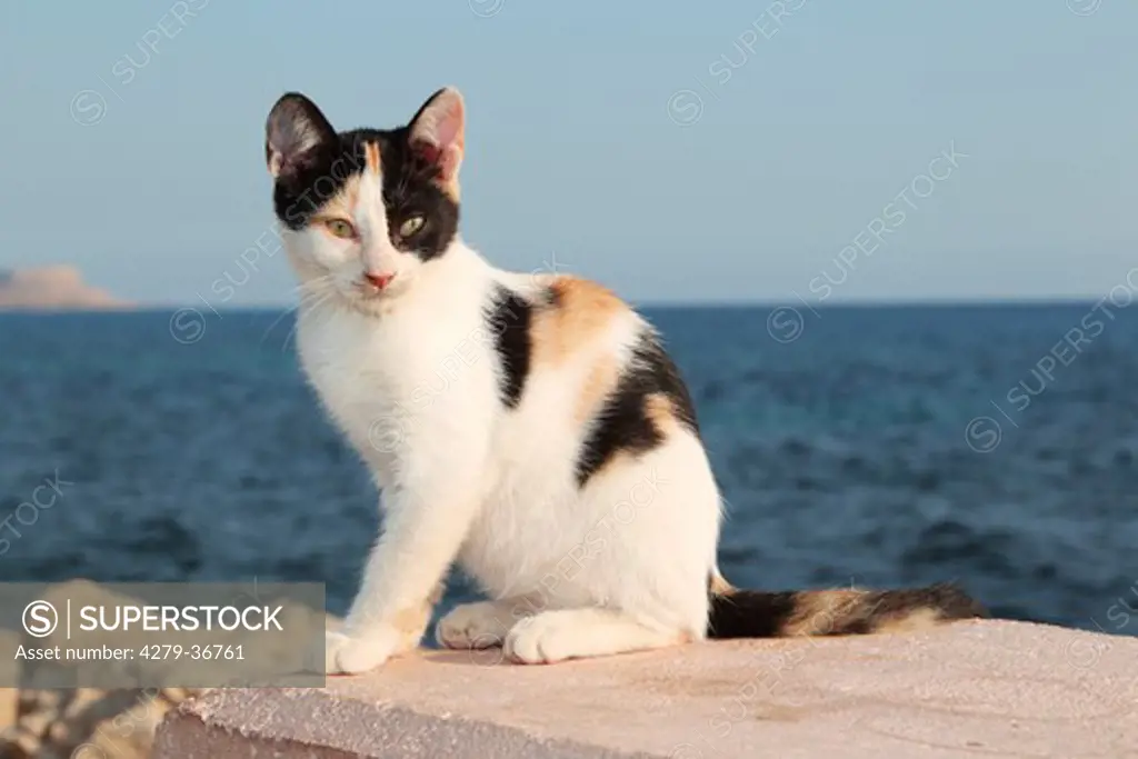 young domestic cat - sitting on wall