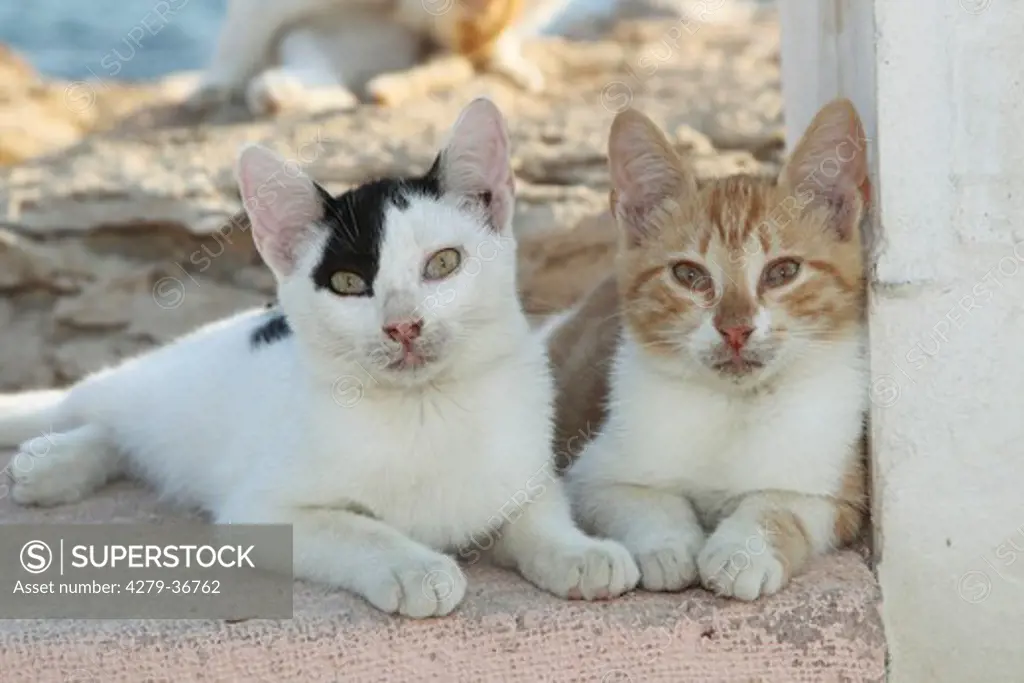 two young domestic cats - lying on wall