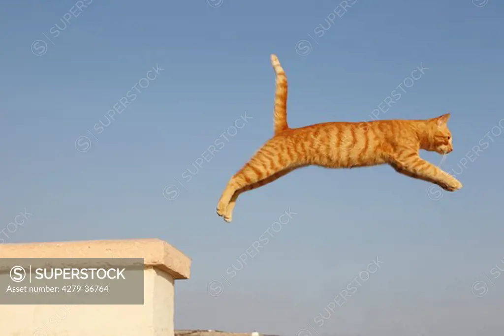 domestic cat - jumping
