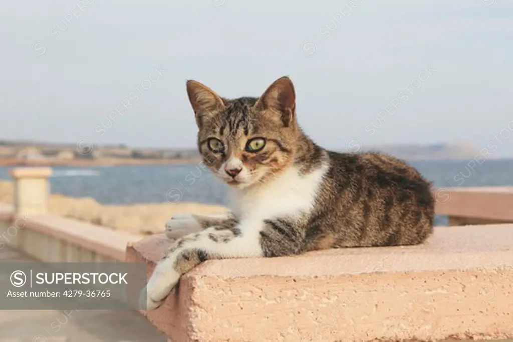 young domestic cat - lying on wall
