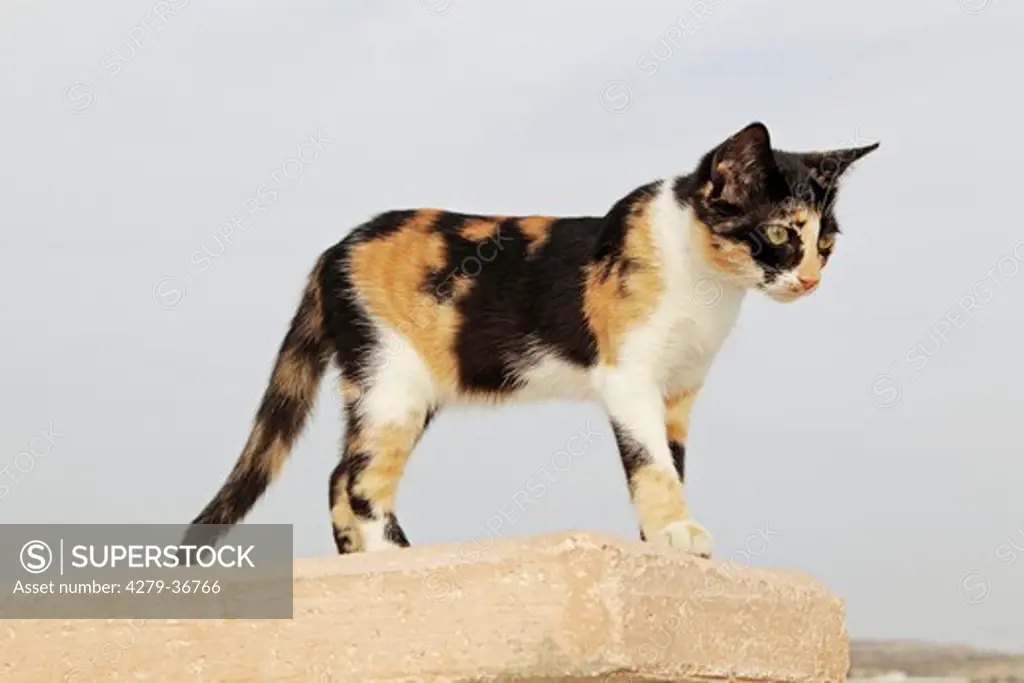 domestic cat - standing on wall