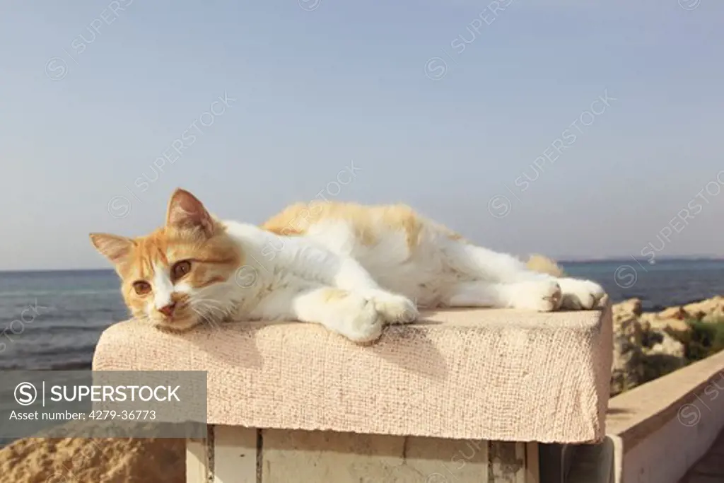 domestic cat - lying on wall