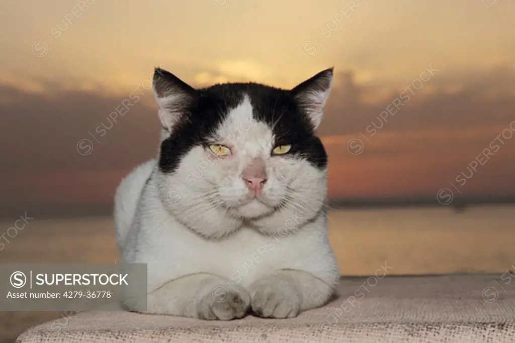 domestic cat - lying on wall - sunset