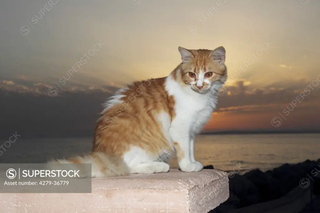 domestic cat - sitting on wall - sunset