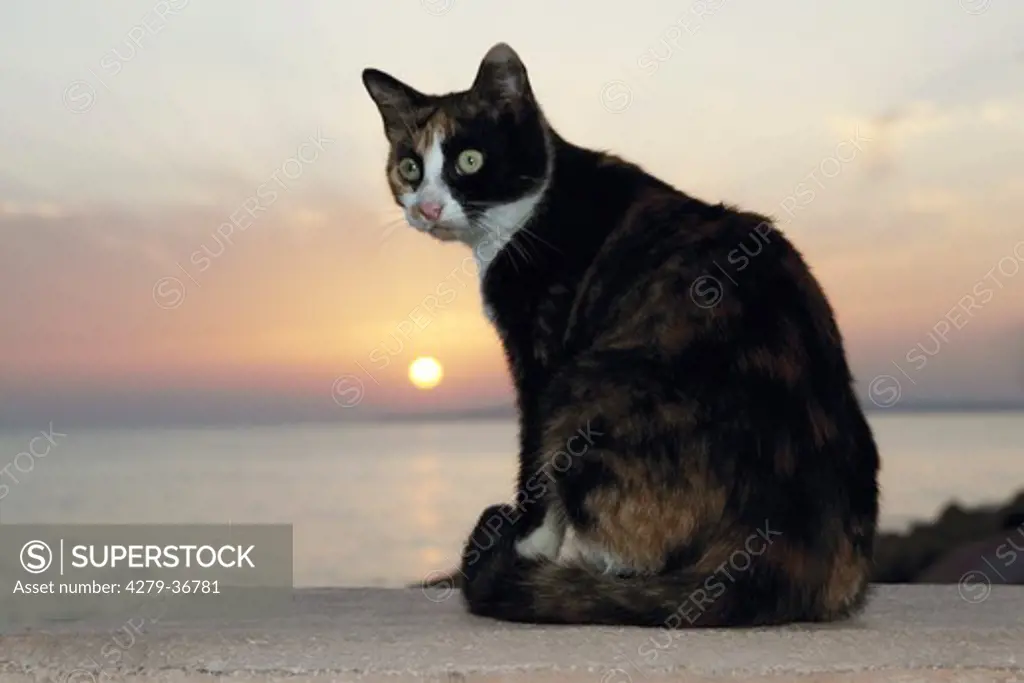 domestic cat - sitting on wall - sunset