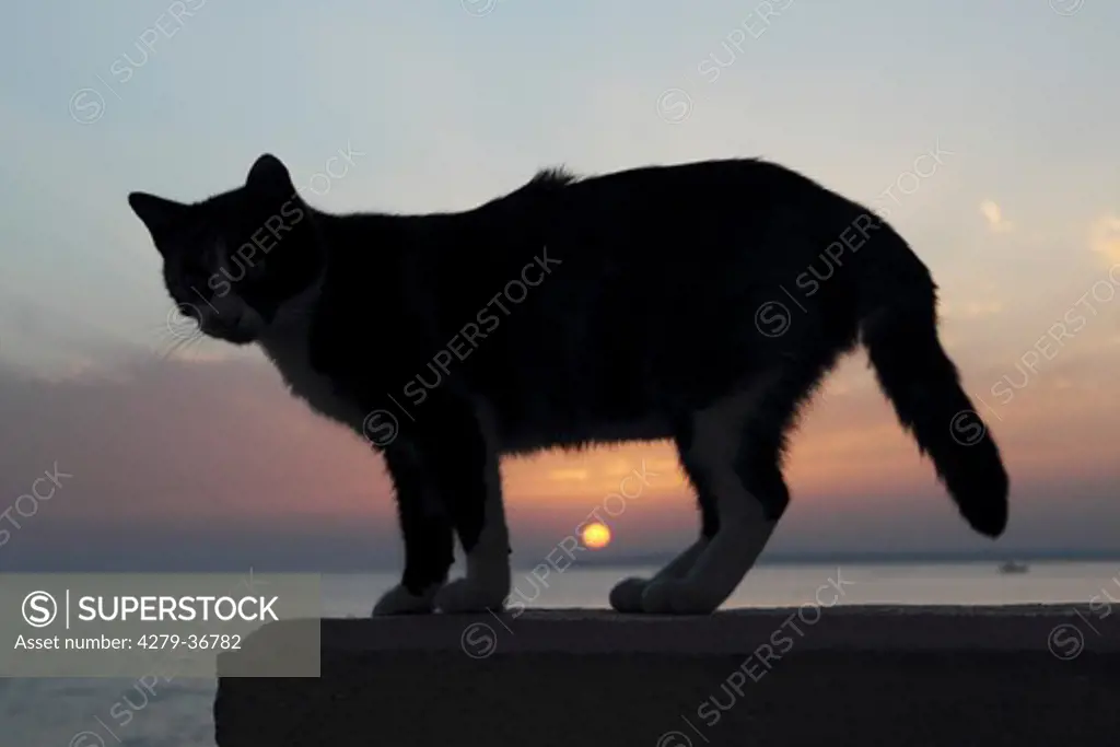 domestic cat - standing on wall - sunset