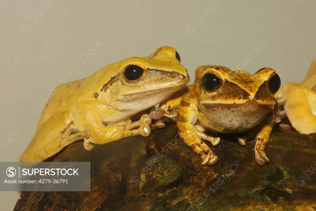 two Golden tree frogs, Polypedates leucomystax