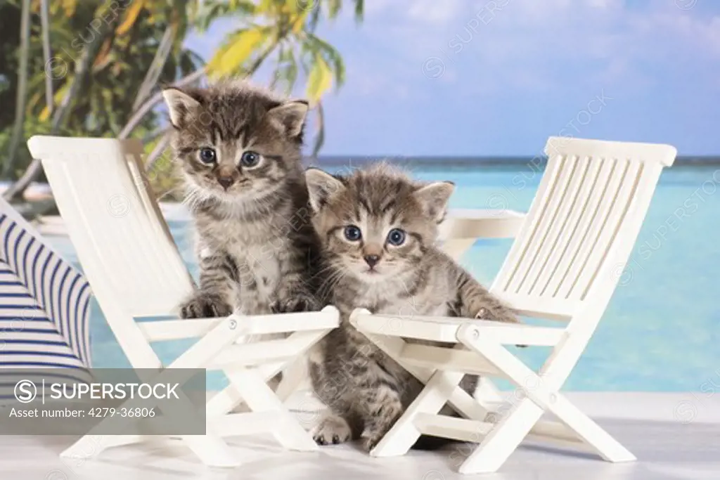 domestic cat - two kittens at chairs