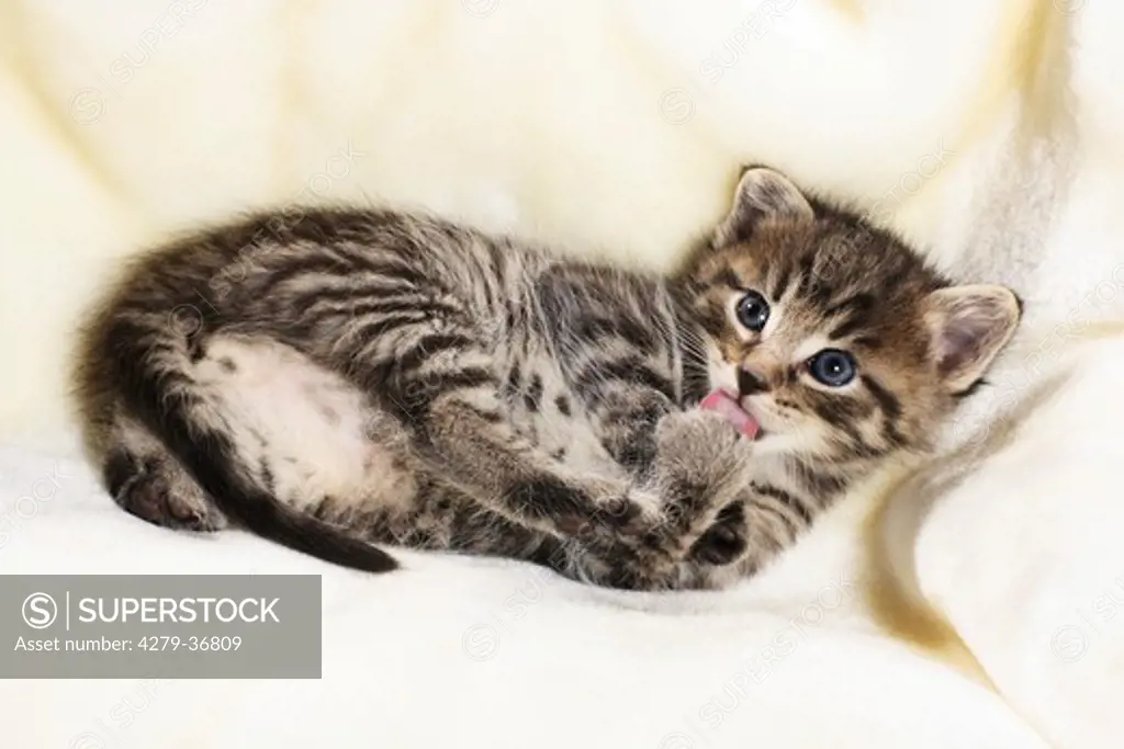 domestic cat - kitten lying on blanket