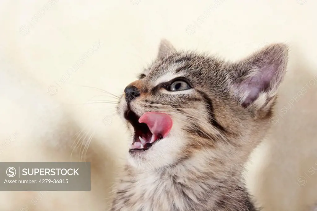 domestic cat - kitten - portrait