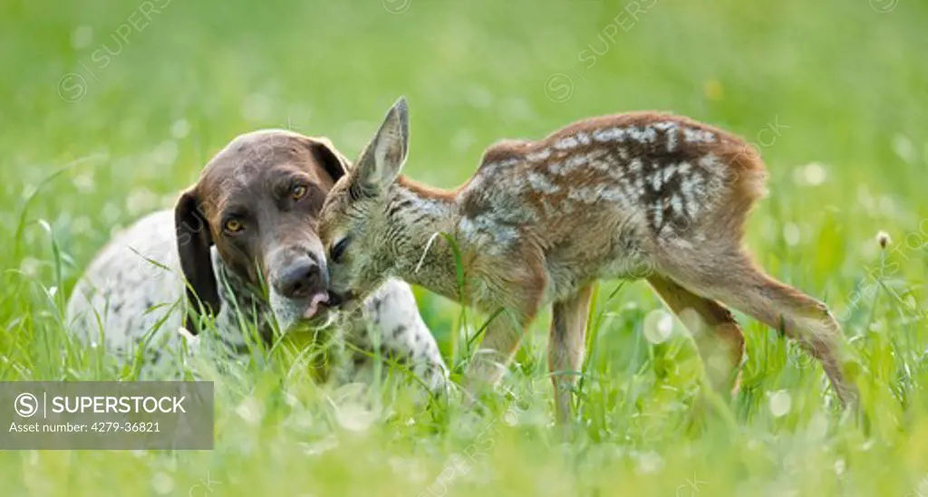 animal friendship : fawn and German shorthaired pointer dog