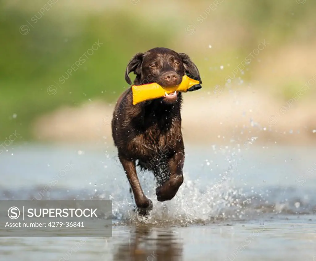 Labrador Retriever dog - running in water - retrieving toy