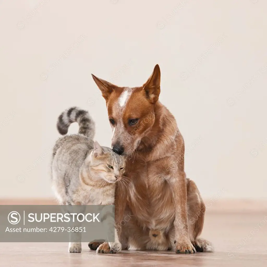 animal friendship : domestic cat and Australian Cattle dog