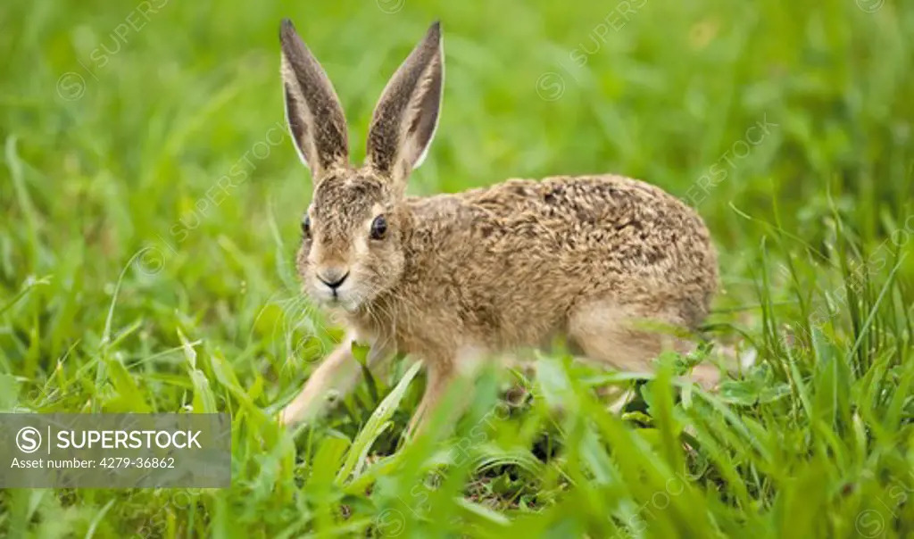young European Hare on meadow