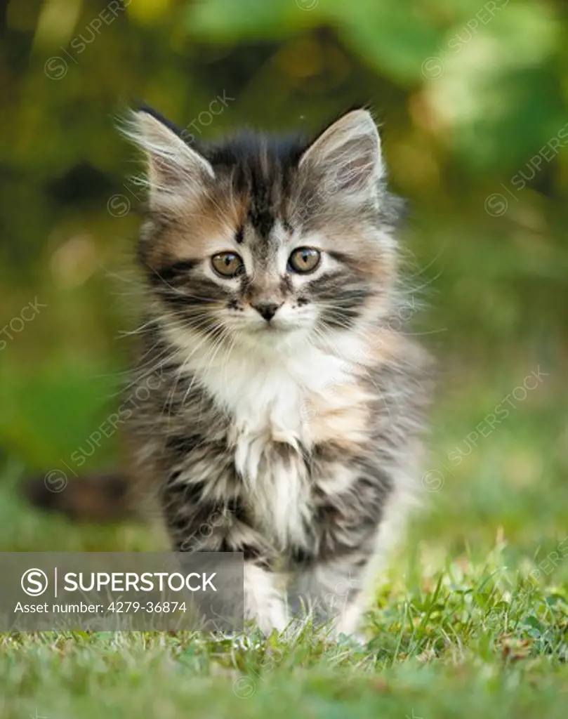 Maine Coon cat - kitten standing on meadow