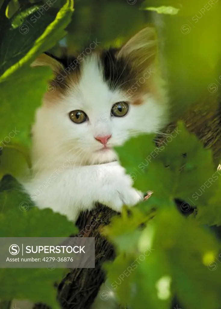Maine Coon cat - kitten in shrub