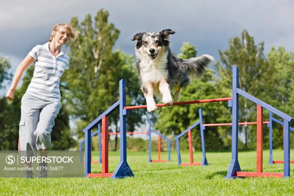 Agility : Australian Shepherd dog jumping over hurdles