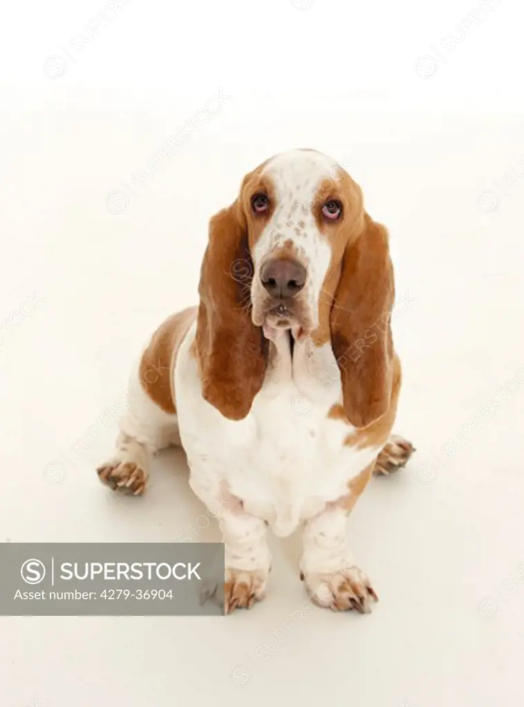 Basset Hound dog - sitting - cut out