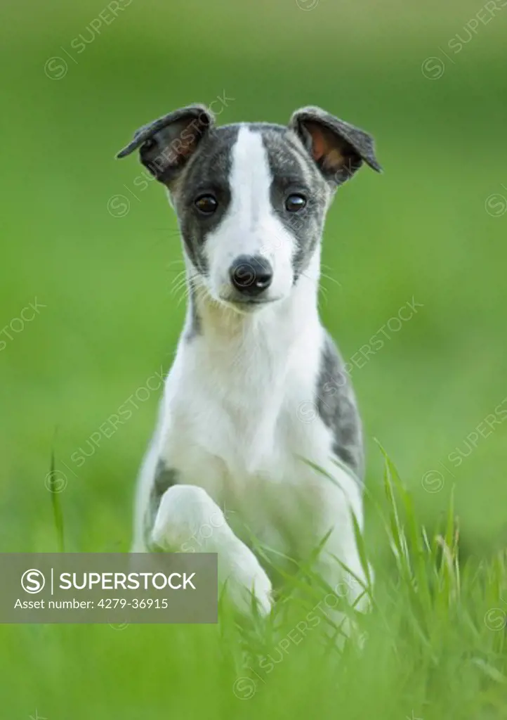 Whippet dog - puppy sitting on meadow