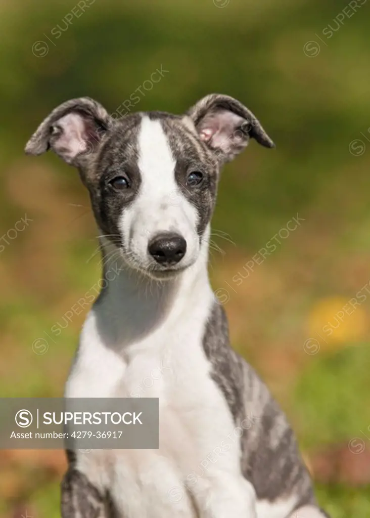 Whippet dog - puppy - portrait