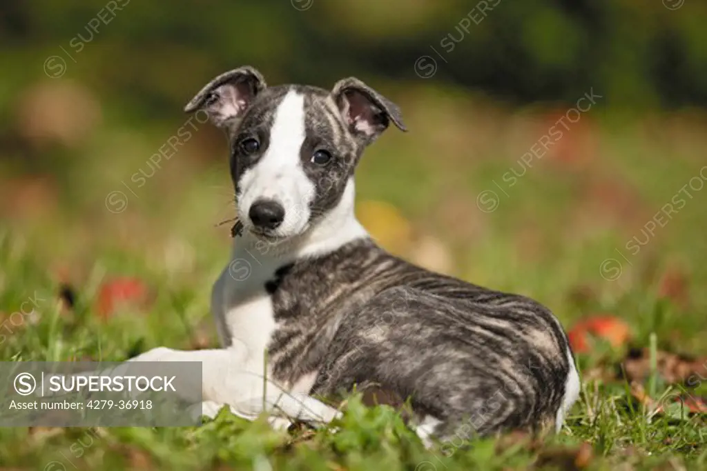 Whippet dog - puppy lying on meadow